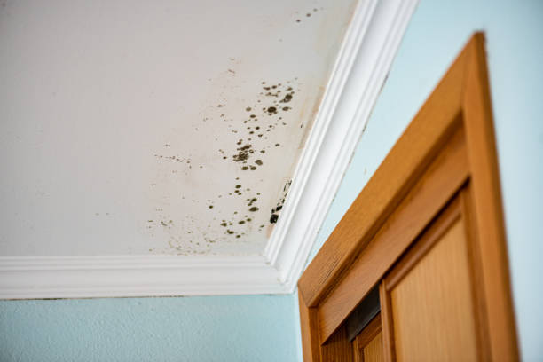 Best Certified Mold Removal  in Wendell, ID